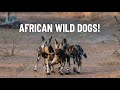 The Social Life Of African Wild Dogs