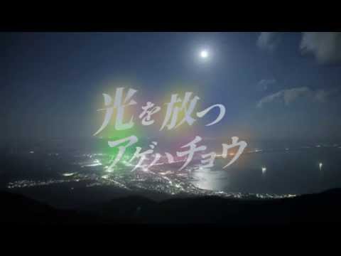 光を放つアゲハチョウ