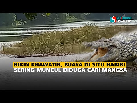 Bikin Khawatir, Buaya Di Situ Habibi Sering Muncul Diduga Cari Mangsa