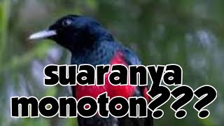 Download lagu suara burung kepodang dada merah mp3
