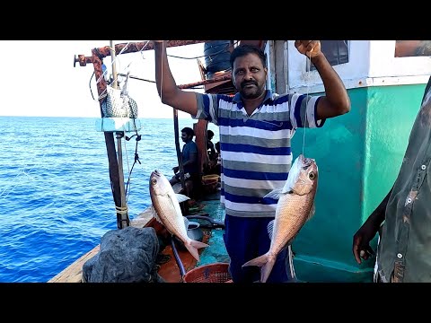 Catching Plenty of Rosy Snapper Fish in the Deep Sea