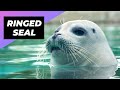Ringed Seal 🦭 The Cutest Seal Species Of The Arctic #shorts
