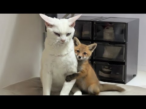 Nature Said “No Rules”… Then Sent a Cat and a Fox 🐱Funniest Cats Video!