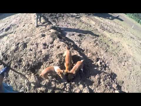 Severn Valley Ratters at the Chicken Farm 300 Rats Dispatched