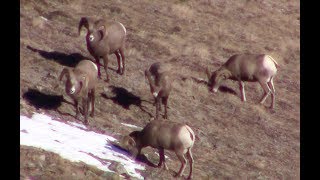 Alberta Rocky Mountain Bighorn Sheep Hunting 2015