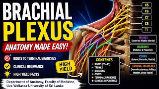 Brachial Plexus