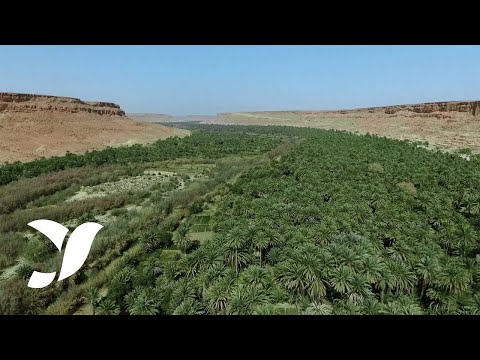 9 variétés de dattes marocaines