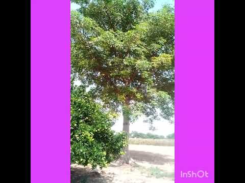 Sunmbul ka Darakht| sunmbul tree