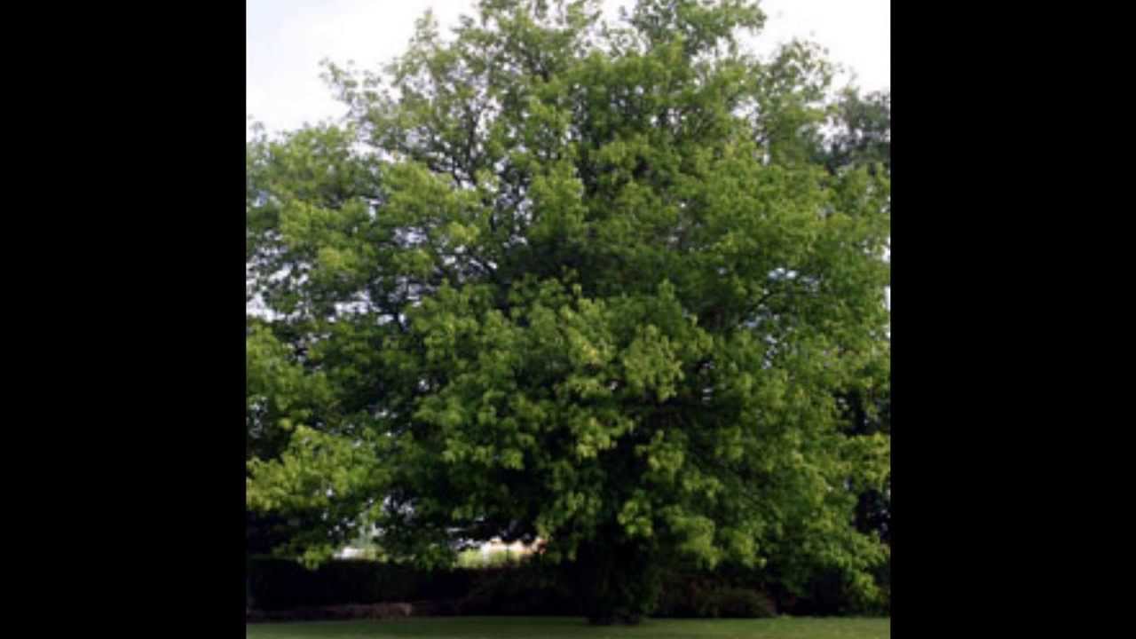 Plant ID: Box Elder (Acer negundo) - YouTube