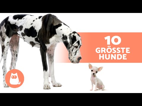 Top 10 der GRÖSSTEN HUNDE RASSEN der Welt 🐶
