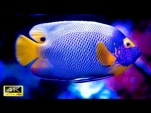 🎵4K UHD VÍDEO, A Beleza do Mundo Aquático com Música Relaxante