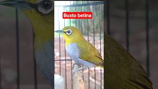 Download lagu pleci betina buxtoni manggil jantan #plecigacor mp3