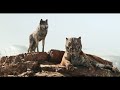 Jungle Book 2016 Shere Khan Kills Akela