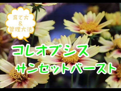 園芸 輪生コレオプシス、針葉コレオプシス