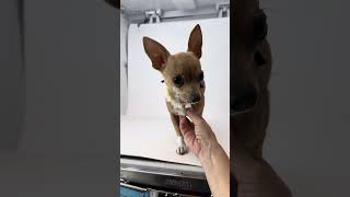 Video preview image #1 Chihuahua Puppy For Sale in Benton, LA, USA