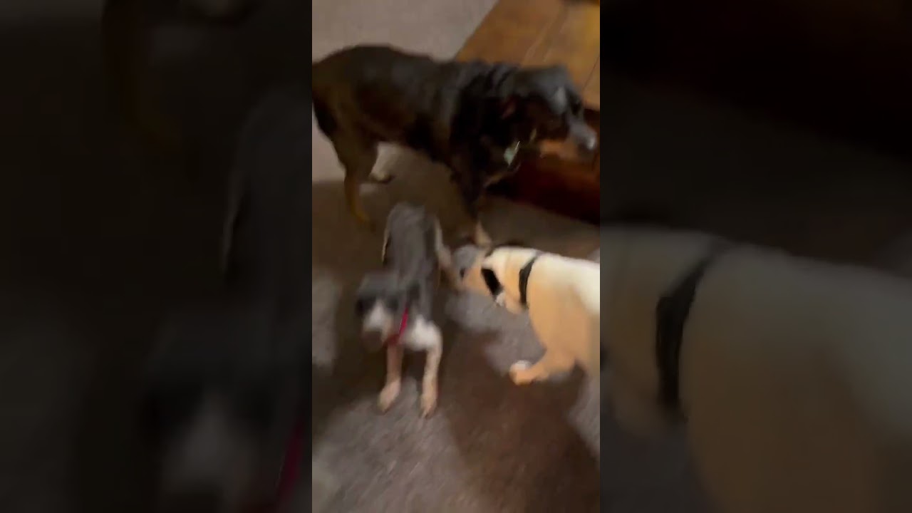 Enlarge OLLIE, a Adoptable mixed breed in Carroll, OH video 5/5
