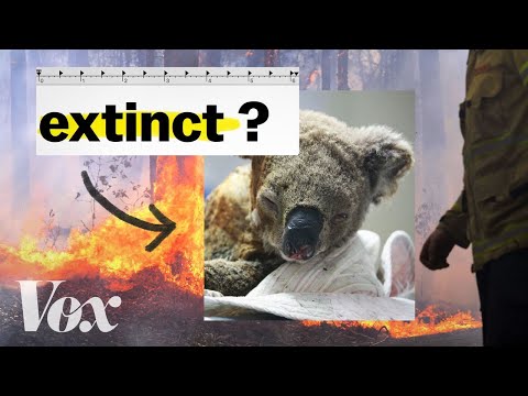 澳洲考拉要滅絕了嗎？我們問了一位生態學家。 (Are Australian koalas going extinct? We asked an ecologist.)
