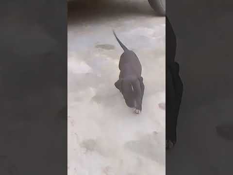 Pakistani bully dog|😱#shorts #youtubeshorts