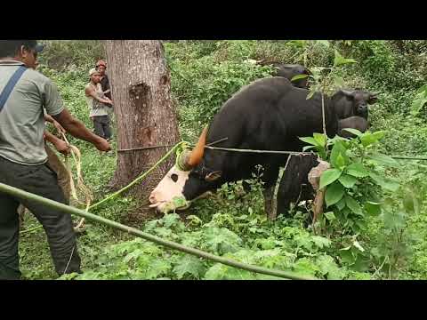 at pangshe meyam... Naga Mithun