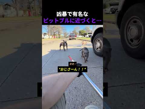 凶暴で有名なピットブルに近づくと…