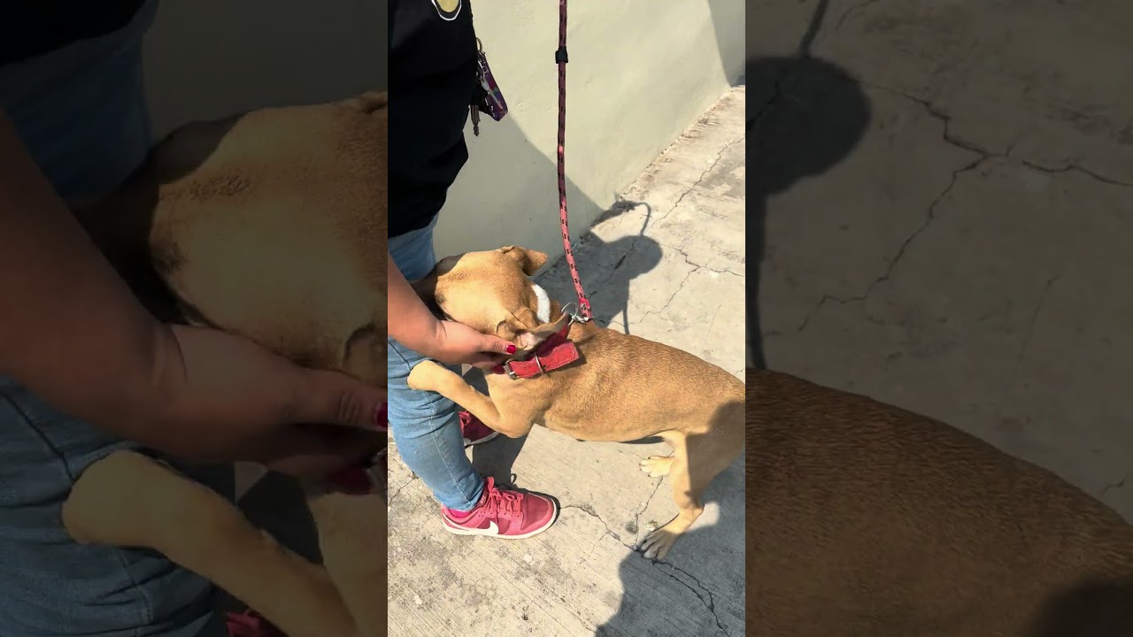 Enlarge CANDY, a Adoptable mixed breed in Langley, BC video 4/6