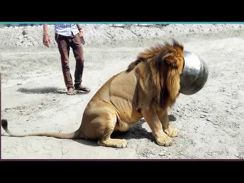 Animals Saved by Human Hands: All Captured on Camera