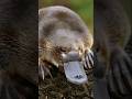 Is The Platypus Nature S Ultimate Weirdness Or What Platypus Interestingfacts Facts Viralvideo
