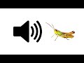 Crickets (Awkward Silence) - Sound Effect | ProSounds