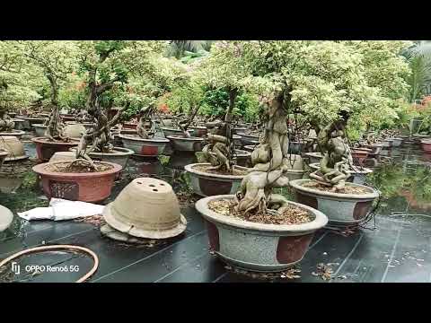 Bán bông giấy tiết LHĐT, 0989707981