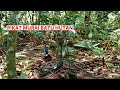 Pikat Murai Batu Di Dalam Hutan