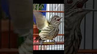 Download lagu suara burung bayeman #burung #birds #bayeman #masteranburung #burungmasteran mp3 Download lagu suara burung bayeman #burung #birds #bayeman #masteranburung #burungmasteran mp3