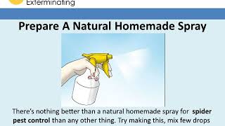 How To Get Rid Of Spiders Using Natural Methods