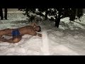 Tarzan's morning routine to survive in the snowy mountains.