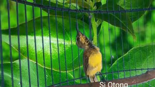 Download lagu crecetan sogon muda ini,paling Sukses untuk merangsan sogon bahan cepat ikutan gacor. mp3