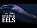 True Facts: Five Freaky Eels