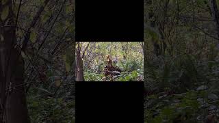ENCOUNTERING A FERAL WILDMAN ( IN APPALACHIA)  #closecall #scary #hiking #explore #horrorstories