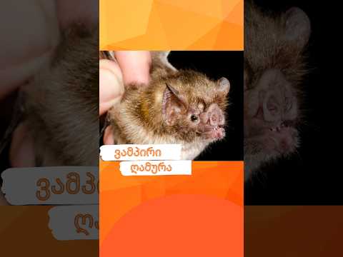 ვამპირი ღამურები 🦇🦇