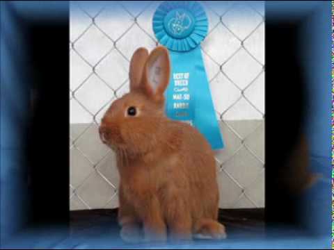 Thrianta Rabbits from Sunrise Creek Farm