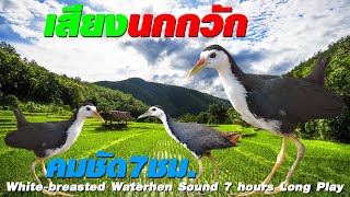 Download lagu Suara burung memanggil suara burung memanggil. Suara per burung | Suara Waterhen | EP1 mp3