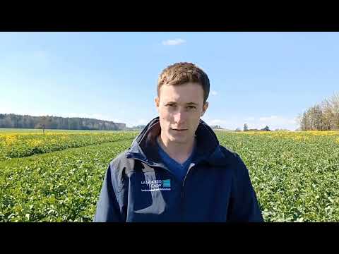 Pflanzenbautipp vom 5. April 2023 Winterraps