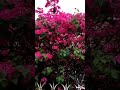Gulmohar Malare Majnu Prasanth Love Melody Songs Harris Jeyaraj Tamil Love Songs Love Status