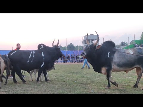 Staff 🆚 Pring dodo || iadaw masi today