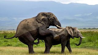 Rare RAW Video Of African Elephants Mating | Amboseli National Park