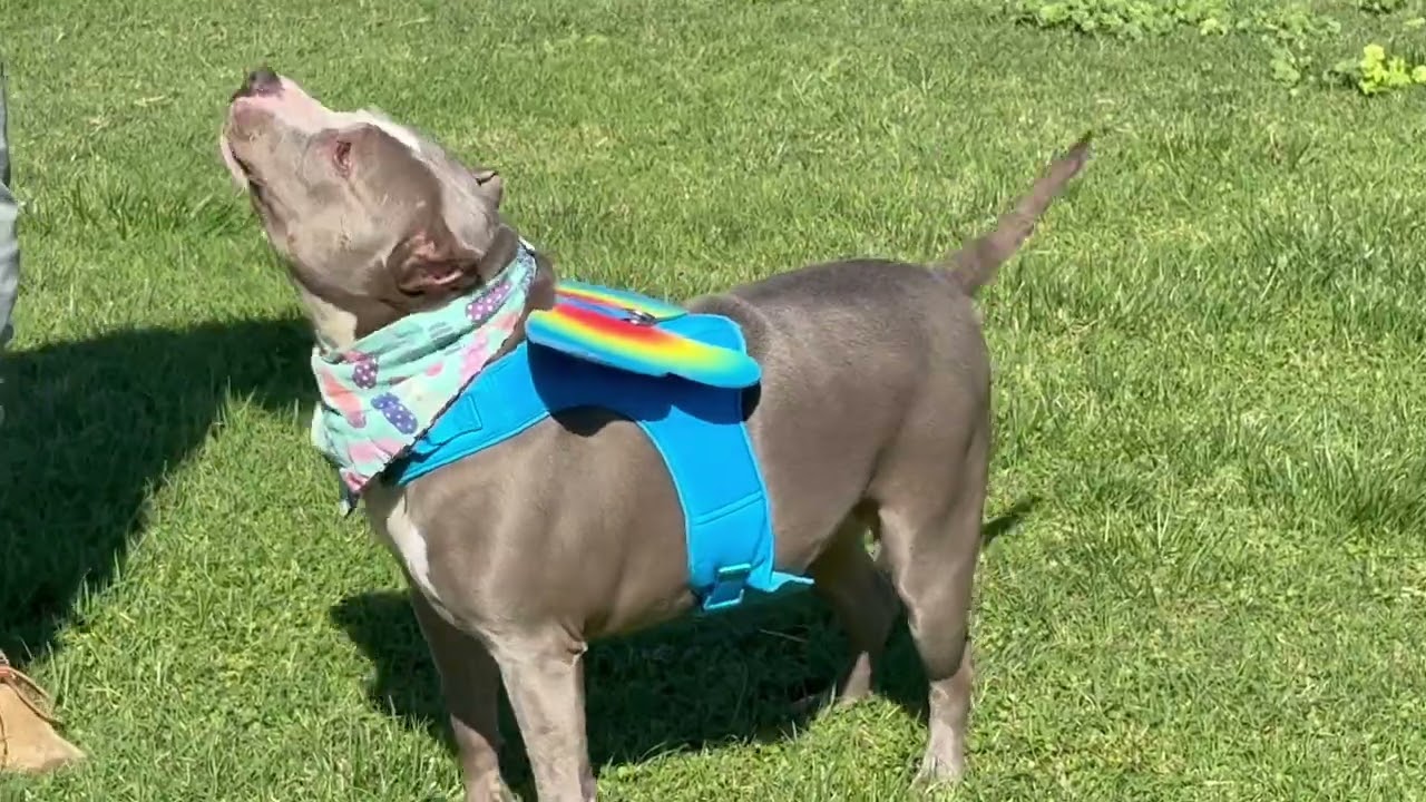 Dana, a ADOPTABLE mixed breed in Concord, CA video 2/3