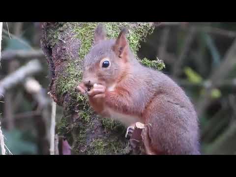 Cours de photographie animalière avec Roland OZIEL photographe professionnel