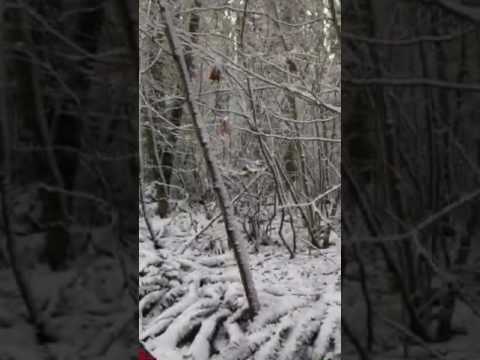 Walking through the Semiahmoo Trail after a big snow storm