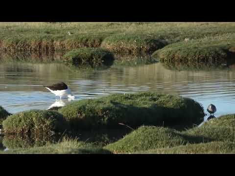 Andean Avocet, Recurvirostra andina, Abra Pampa, Jujuy, Argentina, 17 Febr 2026 (5/5)