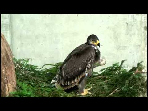 Adlerbaby sucht einen Namen