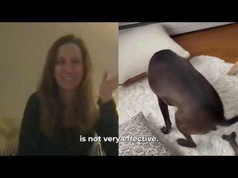 Homeschool by LAY LO: Dog training with world-class experts video.