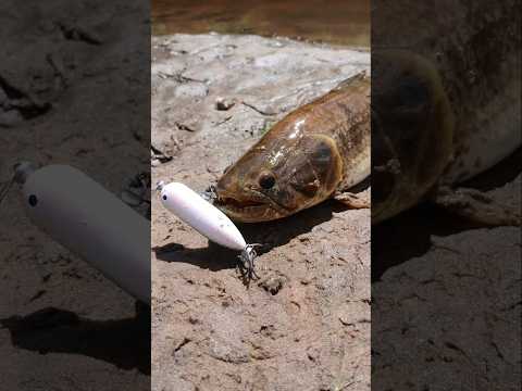 PESCA DE TARUS 🐟🎣 2da PARTE CORRIENTES RIO RIACHUELO #fishing #shorts #argentina #pesca #tarus